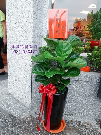 美栽琴葉榕盆栽開幕祝賀0920768477南投雅楓花店提供送達服務