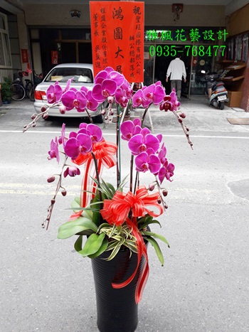 彰化縣溪州鄉花店開幕蘭花盆栽外送服務，竹塘花店
