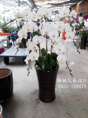 白色蘭花追思場合雲林縣北港鎮花店，雲林縣褒忠鄉花店