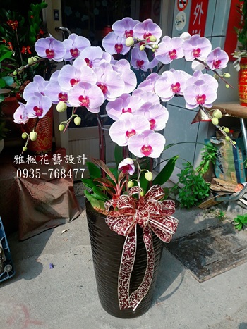 花壇花店，溪州花店神明聖誕蘭花盆栽