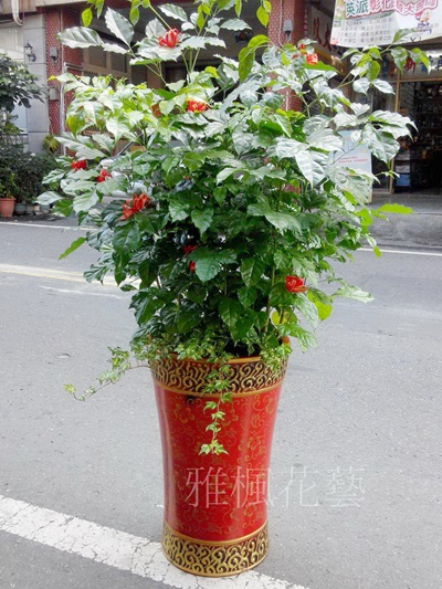 口湖鄉花店_水林鄉花店開幕誌慶盆栽台中市西區花店