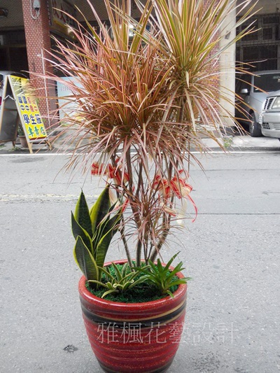 北斗鎮花店_員林市花店開幕盆栽二水鄉花店