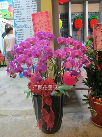 田中鎮花店同事升遷送蘭花盆栽，永靖鄉花店，社頭鄉花店