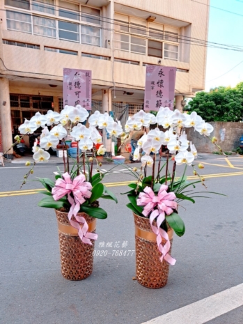 雅楓花藝田中花店白色蘭花盆栽