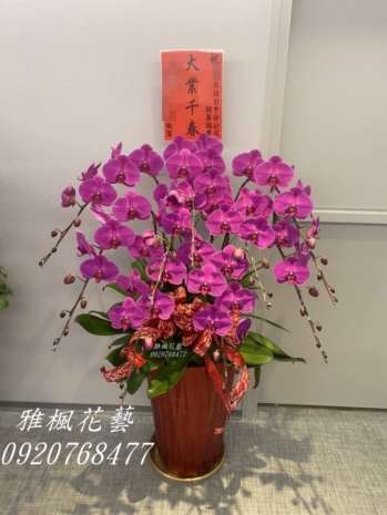 分公司成立誌慶蘭花盆栽_烏日花店