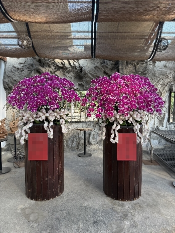 一盆售價:26000元_特價二盆50000元起_雲林蘭花盆栽