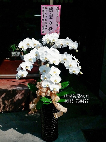 白色的祝福，立地型高雅白花蝴蝶蘭盆栽 (適用於喪事禮儀_弔慰_告別式)